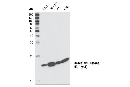 Western Blotting Image 1: Di-Methyl-Histone H3 (Lys4) Antibody
