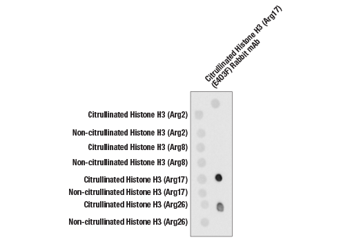  Image 1: Citrullinated Histone H3 (Arg17) (E4O3F) Rabbit mAb