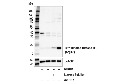  Image 6: NETosis Antibody Sampler Kit