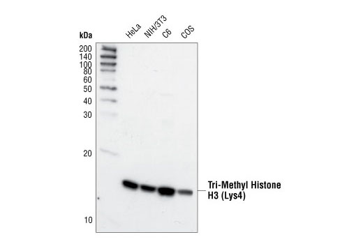 Western Blotting Image 1: Tri-Methyl-Histone H3 (Lys4) Antibody