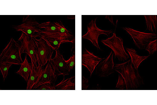 Immunofluorescence Image 1: Tri-Methyl-Histone H3 (Lys4) Antibody