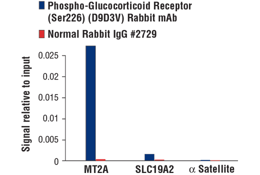 Chromatin Immunoprecipitation Image 1: Phospho-Glucocorticoid Receptor (Ser226) (D9D3V) Rabbit mAb