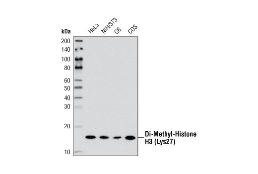 Western Blotting Image 1: Di-Methyl-Histone H3 (Lys27) (D18C8) XP® Rabbit mAb
