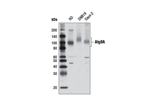 Western Blotting Image 2: Atg9A Antibody