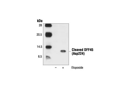 Western Blotting Image 1: Cleaved DFF45 (Asp224) Antibody