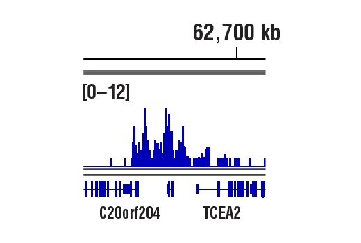 CUT and RUN Image 1: Tri-Methyl-Histone H3 (Lys27) (C36B11) Rabbit mAb
