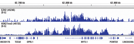 Chromatin Immunoprecipitation Image 1: Tri-Methyl-Histone H3 (Lys27) (C36B11) Rabbit mAb