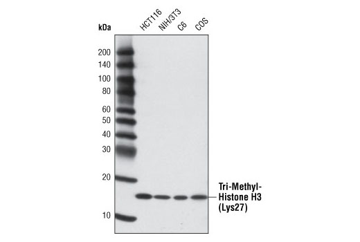 Western Blotting Image 1: Tri-Methyl-Histone H3 (Lys27) (C36B11) Rabbit mAb