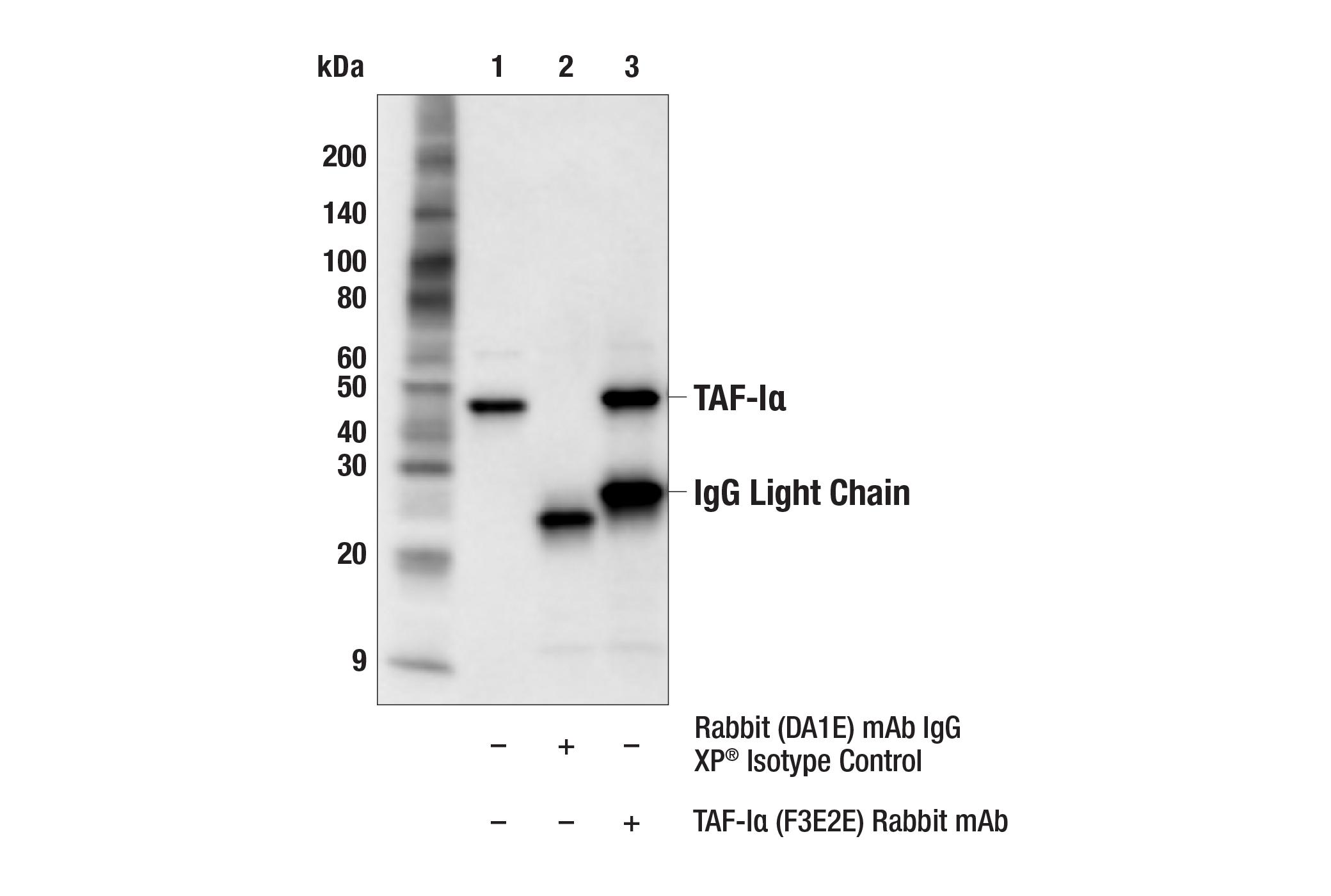 Immunoprecipitation Image 1: TAF-Iα (F3E2E) Rabbit mAb