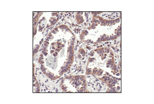 Immunohistochemistry Image 1: eIF4E Antibody