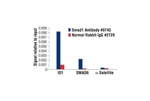 Chromatin Immunoprecipitation Image 1: Smad1 Antibody