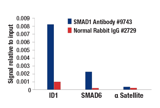 Chromatin Immunoprecipitation Image 1: SMAD1 Antibody