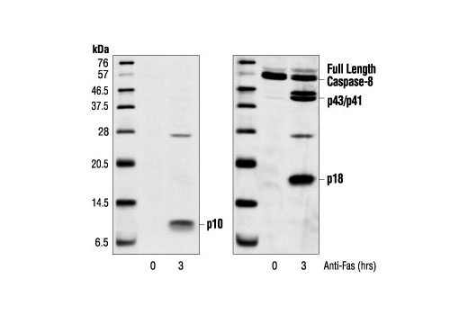 Western Blotting Image 1: Cleaved Caspase-8 (Asp384) (11G10) Mouse mAb