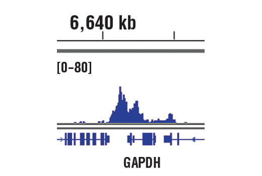  Image 44: Methyl-Histone H3 (Lys4) Antibody Sampler Kit