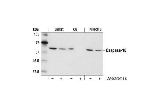 Western Blotting Image 1: Caspase-10 Antibody