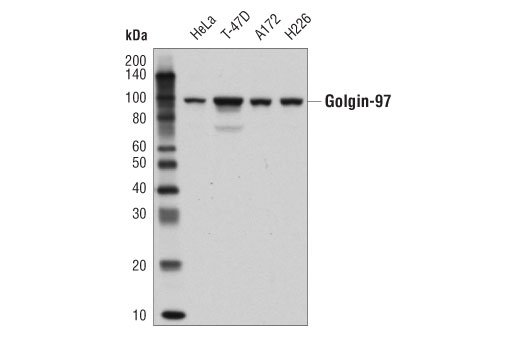 Western Blotting Image 1: Golgin-97 (CDF4) Mouse mAb