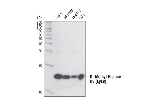 Western Blotting Image 1: Di-Methyl-Histone H3 (Lys9) Antibody