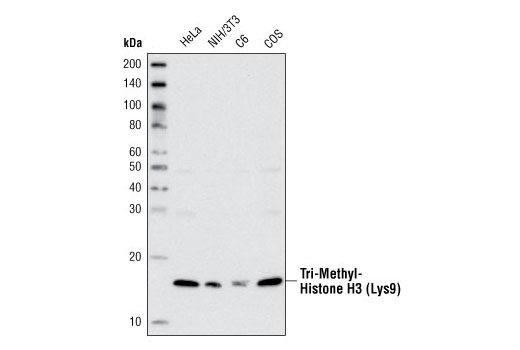 Western Blotting Image 1: Tri-Methyl-Histone H3 (Lys9) Antibody