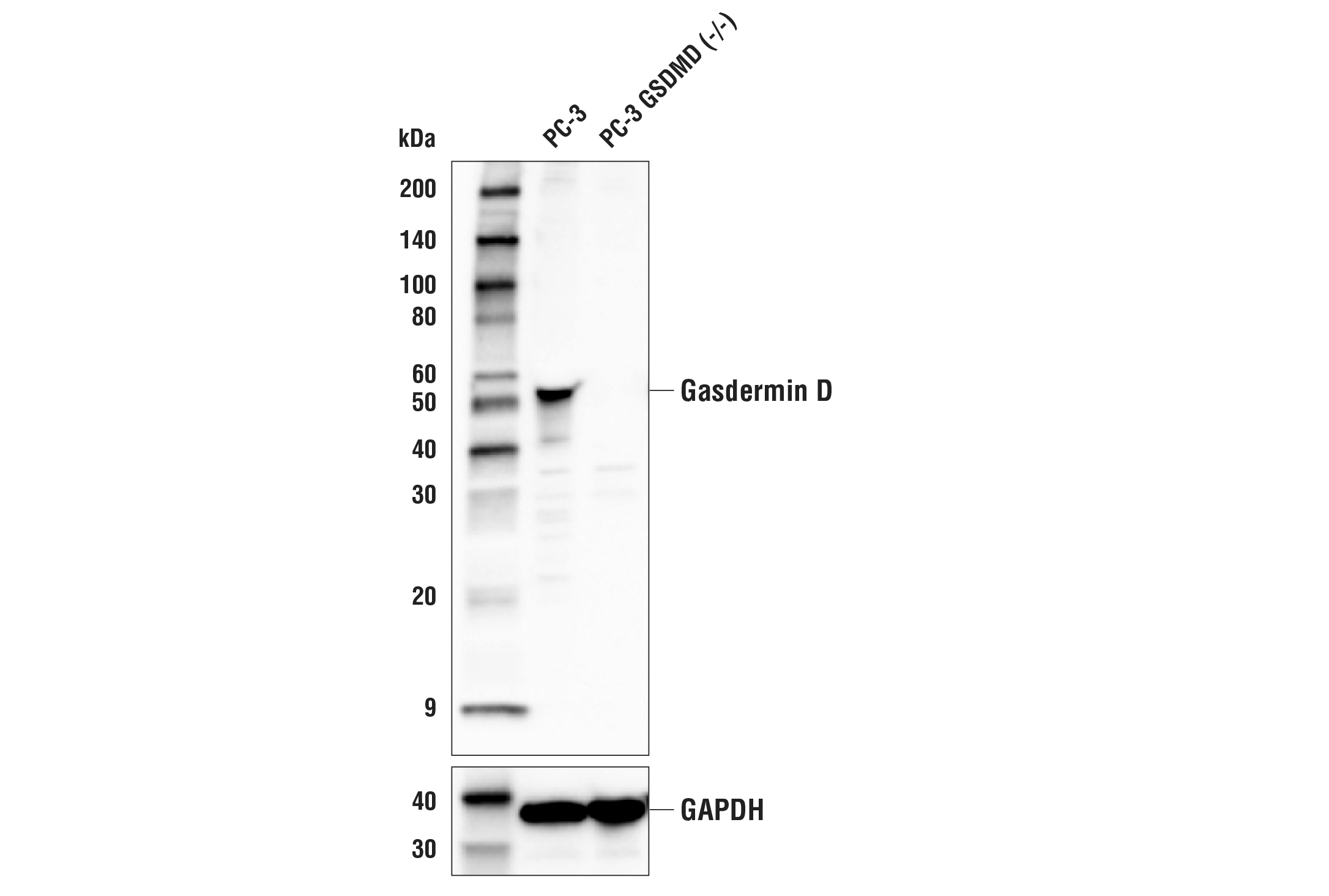 Gasdermin D (E8G3F) Rabbit mAb | Cell Signaling Technology