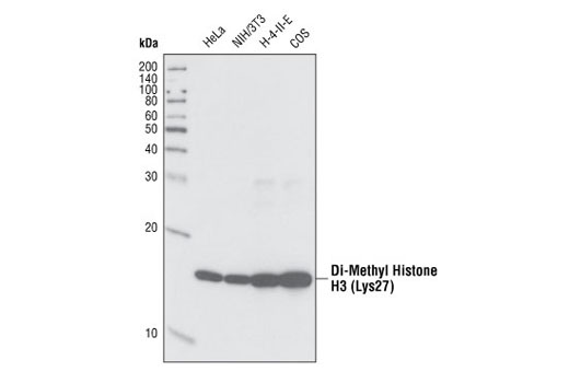 Western Blotting Image 1: Di-Methyl-Histone H3 (Lys27) Antibody