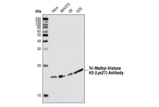 Western Blotting Image 1: Tri-Methyl-Histone H3 (Lys27) Antibody