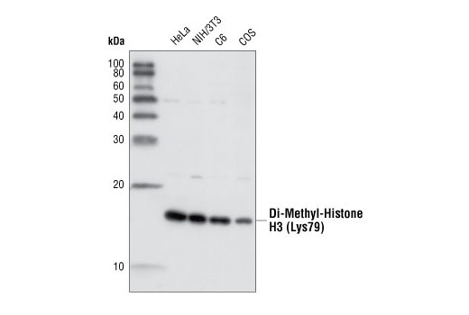 Western Blotting Image 1: Di-Methyl-Histone H3 (Lys79) Antibody