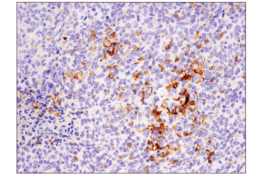 Immunohistochemistry Image 1: CD11c (D1V9Y) Rabbit mAb