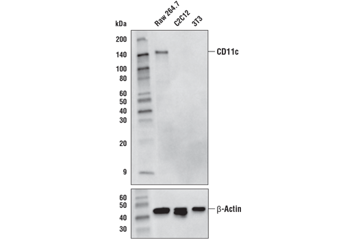  Image 13: Mouse Reactive M1 vs M2 Macrophage IHC Antibody Sampler Kit