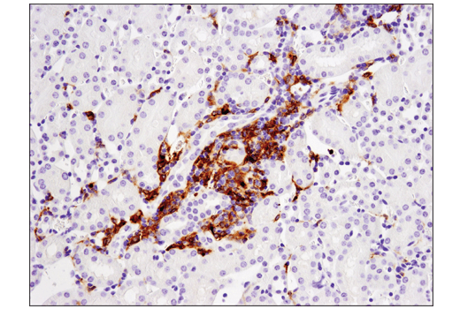 Immunohistochemistry Image 2: CD11c (D1V9Y) Rabbit mAb