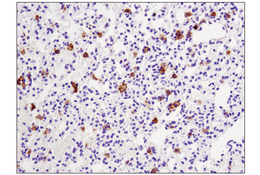 Immunohistochemistry Image 4: CD11c (D1V9Y) Rabbit mAb