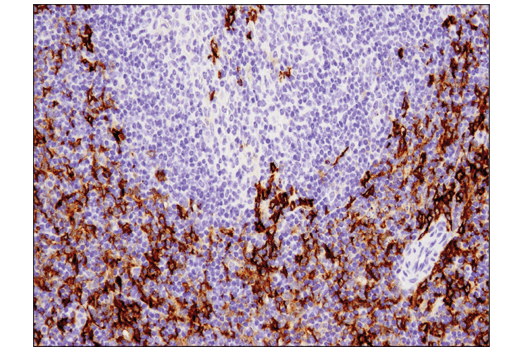 Immunohistochemistry Image 6: CD11c (D1V9Y) Rabbit mAb