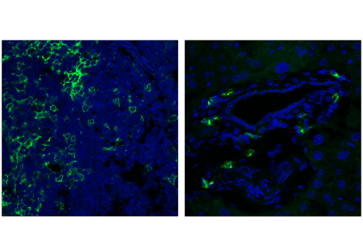 Immunofluorescence Image 1: CD11c (D1V9Y) Rabbit mAb
