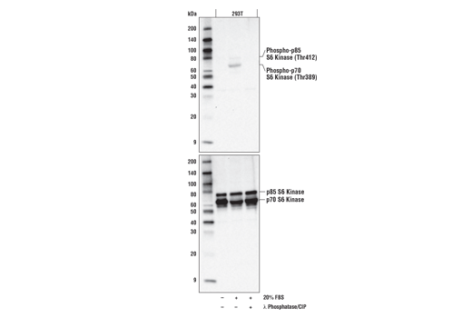  Image 29: Phospho-Tau (Ser214/T217) Signaling Antibody Sampler Kit