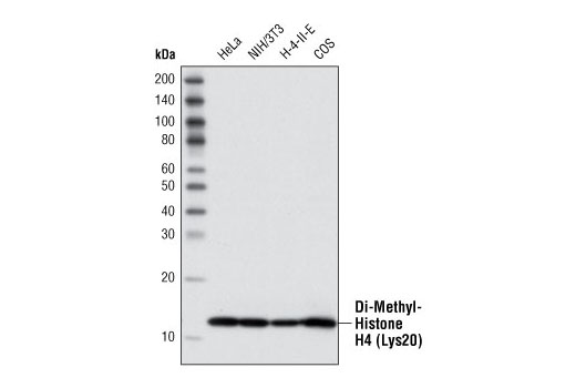 Western Blotting Image 1: Di-Methyl-Histone H4 (Lys20) Antibody