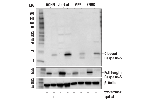 Western Blotting Image 1: Cleaved Caspase-6 (Asp162) Antibody