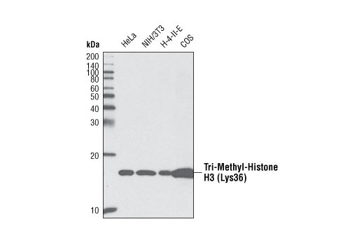 Western Blotting Image 1: Tri-Methyl-Histone H3 (Lys36) Antibody