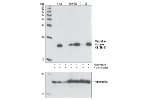 Western Blotting Image 1: Phospho-Histone H3 (Thr11) (C2A6) Rabbit mAb