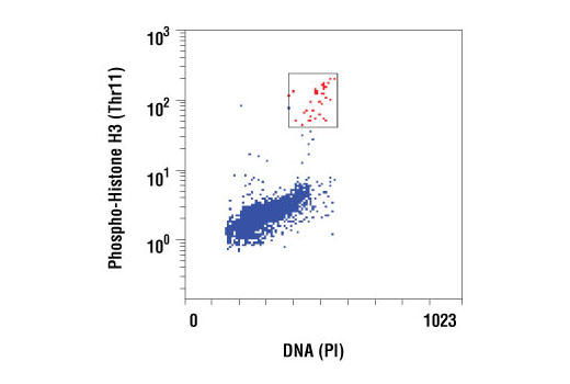 Flow Cytometry Image 1: Phospho-Histone H3 (Thr11) (C2A6) Rabbit mAb