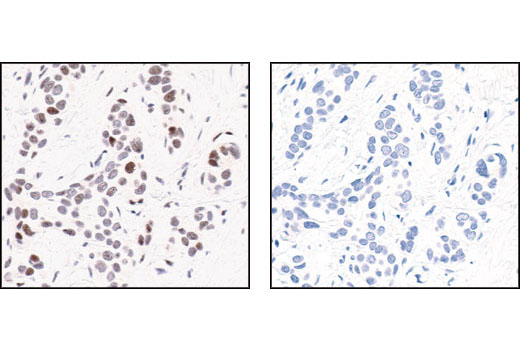 Immunohistochemistry Image 1: Phospho-c-Jun (Ser63) (54B3) Rabbit mAb (BSA and Azide Free)