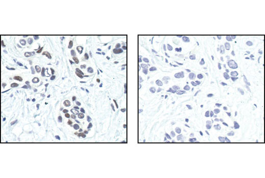 Immunohistochemistry Image 2: Phospho-c-Jun (Ser63) (54B3) Rabbit mAb (BSA and Azide Free)