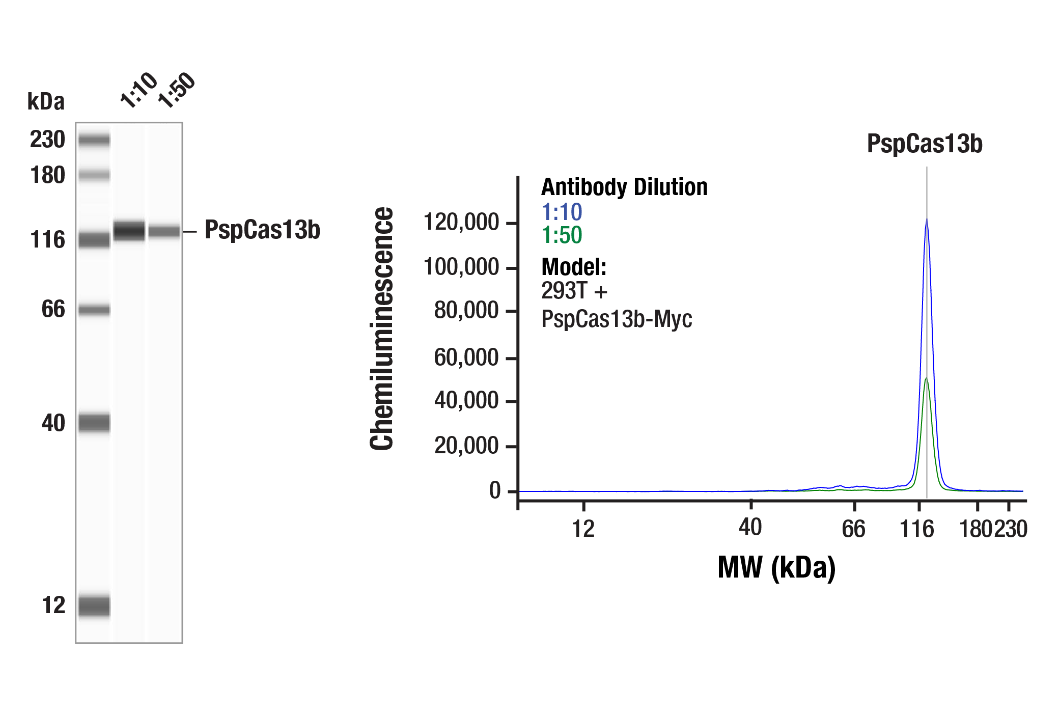 Western Blotting Image 1: PspCas13b (<i>Prevotella sp. P5–125</i>) (12F2-A10) Mouse Monoclonal Antibody
