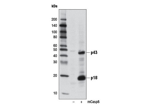 Western Blotting Image 1: Cleaved Caspase-8 (Asp387) (D5B2) XP® Rabbit mAb (Mouse Specific) (BSA and Azide Free)