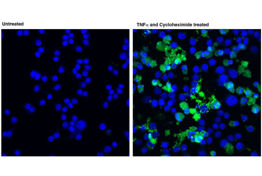 Immunofluorescence Image 1: Cleaved Caspase-8 (Asp387) (D5B2) XP® Rabbit mAb (Mouse Specific) (BSA and Azide Free)