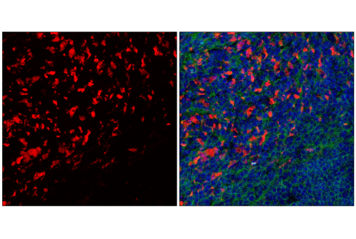  Image 4: Mouse Microglia Marker IF Antibody Sampler Kit