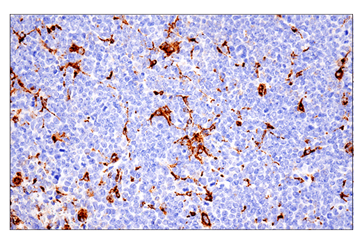 Immunohistochemistry Image 5: CD68 (E3O7V) Rabbit mAb