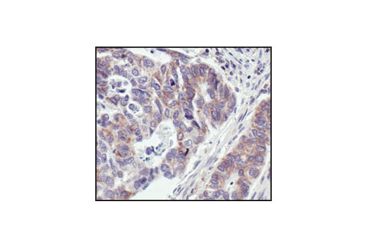 Immunohistochemistry Image 1: COX IV (3E11) Rabbit mAb (BSA and Azide Free)
