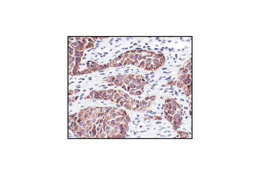 Immunohistochemistry Image 3: COX IV (3E11) Rabbit mAb (BSA and Azide Free)