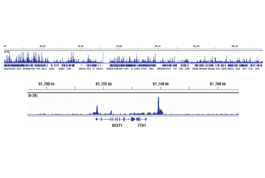 Chromatin Immunoprecipitation Image 2: MITF (D3B4T) Rabbit mAb