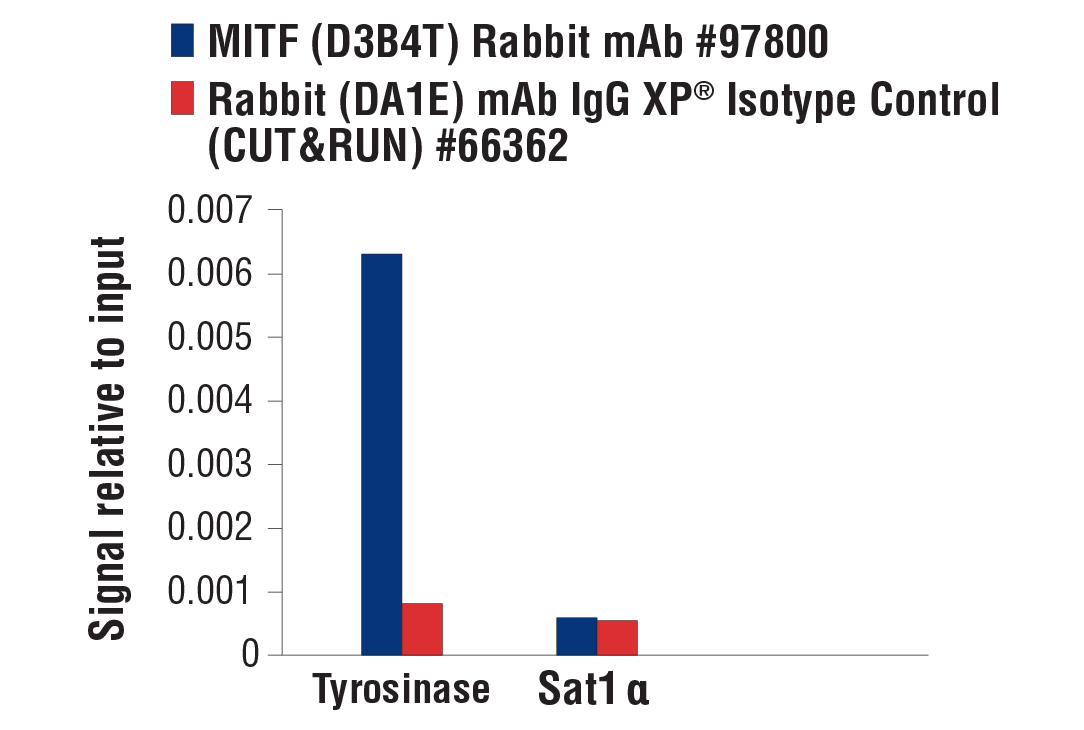 CUT and RUN Image 3: MITF (D3B4T) Rabbit mAb