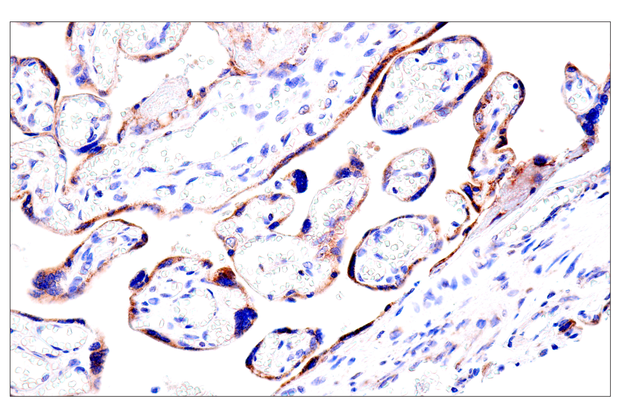 Immunohistochemistry Image 12: SLC25A1 (E7B2B) Rabbit mAb